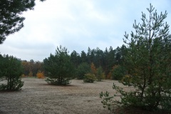 Berlin-Grunewald-10