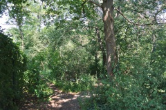 Hasenheide-WalkYourDog-1