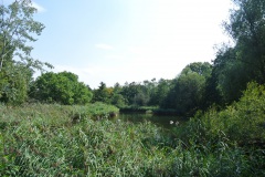 Hasenheide-WalkYourDog-4