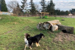 HelleHunde5