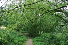 Hoenower-Weiherkette-WalkYourDog-1