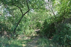 Hundeauslauf-im-Görlitzer-Park-WalkYourDog-3