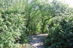 Hundeauslauf-im-Görlitzer-Park-WalkYourDog-5