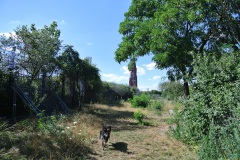 Hundeauslauf-im-Görlitzer-Park-WalkYourDog-6