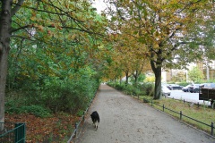 Hundeauslauf-Humboldthain-WalkYourDog-6