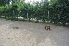 Hundeauslauf-Park-am-Gleisdreieck-WalkYourDog-3