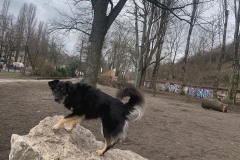 WYD_Hundeauslauf_WienerStr_05