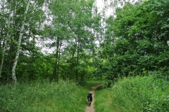 Hundeauslaufgebiet-Blankenfelde-WalkYourDog-5