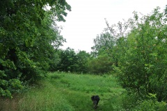 Hundeauslaufgebiet-Blankenfelde-WalkYourDog-7