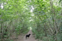 Hundeauslaufgebiet-Blankenfelde-WalkYourDog-8