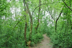 Hundeauslaufgebiet-Blankenfelde-WalkYourDog-9