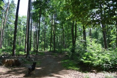 Hundeauslaufgebiet-Düppel-WalkYourDog-2