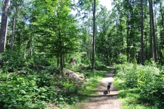 Hundeauslaufgebiet-Düppel-WalkYourDog-3