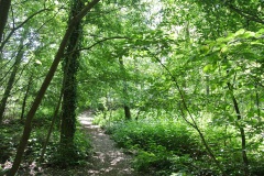 Hundeauslaufgebiet-Düppel-WalkYourDog-4