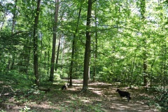 Hundeauslaufgebiet-Düppel-WalkYourDog-5