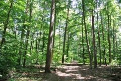 Hundeauslaufgebiet-Düppel-WalkYourDog-6