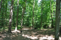 Hundeauslaufgebiet-Düppel-WalkYourDog-7