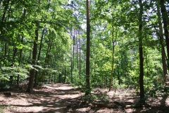 Hundeauslaufgebiet-Düppel-WalkYourDog-8