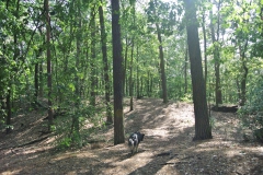 Hundeauslaufgebiet_Frohnau-4