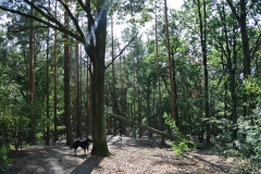Hundeauslaufgebiet_Frohnau-6