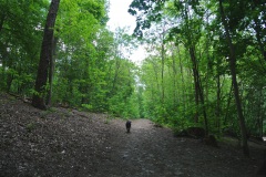 Hundeauslaufgebiet-Grunewald-10