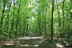 Hundeauslaufgebiet-Grunewald-2