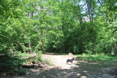 Hundeauslaufgebiet-Grunewald-4