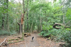 Hundeauslaufgebiet-Hakenfelde-WalkYourDog-2