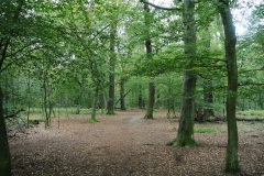 Hundeauslaufgebiet-Hakenfelde-WalkYourDog-8