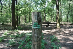 Hundeauslaufgebiet_Jungfernheide_1
