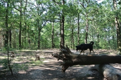 Hundeauslaufgebiet_Jungfernheide_2