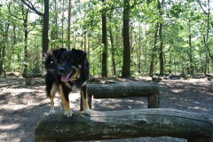 Hundeauslaufgebiet_Jungfernheide_5