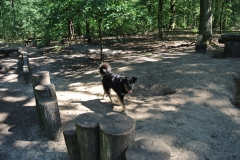 Hundeauslaufgebiet_Jungfernheide_6