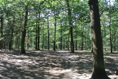 Hundeauslaufgebiet_Jungfernheide_7
