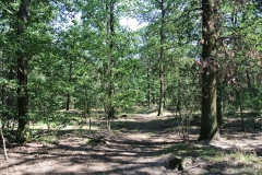 Hundeauslaufgebiet_Jungfernheide_8
