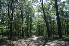Hundeauslaufgebiet_Jungfernheide_9