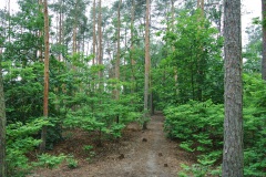 Hundeauslaufgebiet-Kladow-WalkYourDog-1