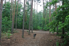Hundeauslaufgebiet-Kladow-WalkYourDog-2