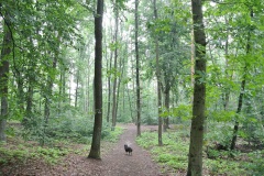 Hundeauslaufgebiet-Kladow-WalkYourDog-4