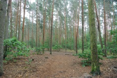 Hundeauslaufgebiet-Kladow-WalkYourDog-6