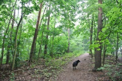 Hundeauslaufgebiet-Kladow-WalkYourDog-8