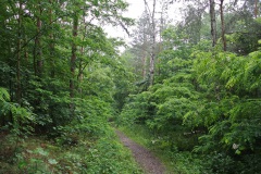 Hundeauslaufgebiet-Kladow-WalkYourDog-9