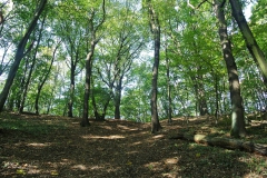 Hundeauslaufgebiet_Pichelswerder-10
