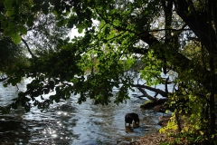 Hundeauslaufgebiet_Pichelswerder-3
