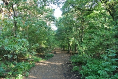 Hundeauslaufgebiet_Pichelswerder-8