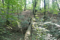 Hundeauslaufgebiet_Pichelswerder-9