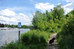 1_Hundeauslaufgebiet-Wannsee-Düppel-WalkYourDog-8