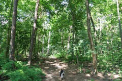 Hundeauslaufgebiet-Wannsee-Düppel-WalkYourDog-1
