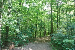Hundeauslaufgebiet-Wannsee-Düppel-WalkYourDog-3