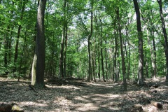 Hundeauslaufgebiet-Wannsee-Düppel-WalkYourDog-5